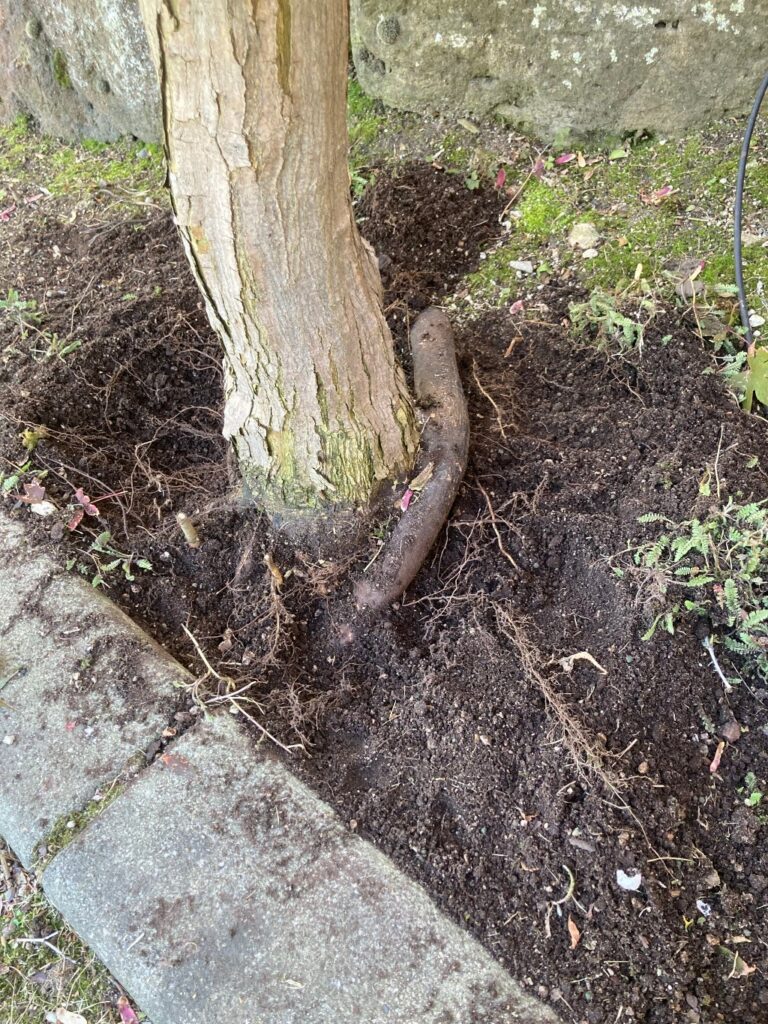 Abnormal and unsustainable root growth