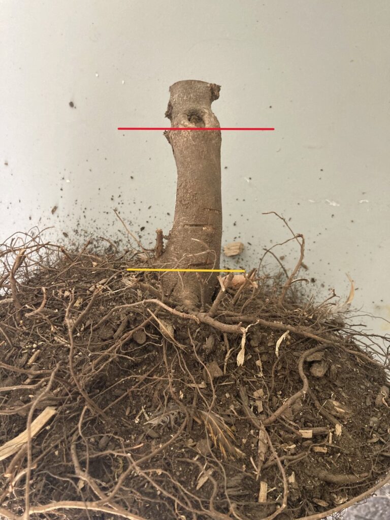 Tree was dug up after it died approximately one year after landscaper planted it. Red line is the soil level after planting and yellow line is area of root flare
