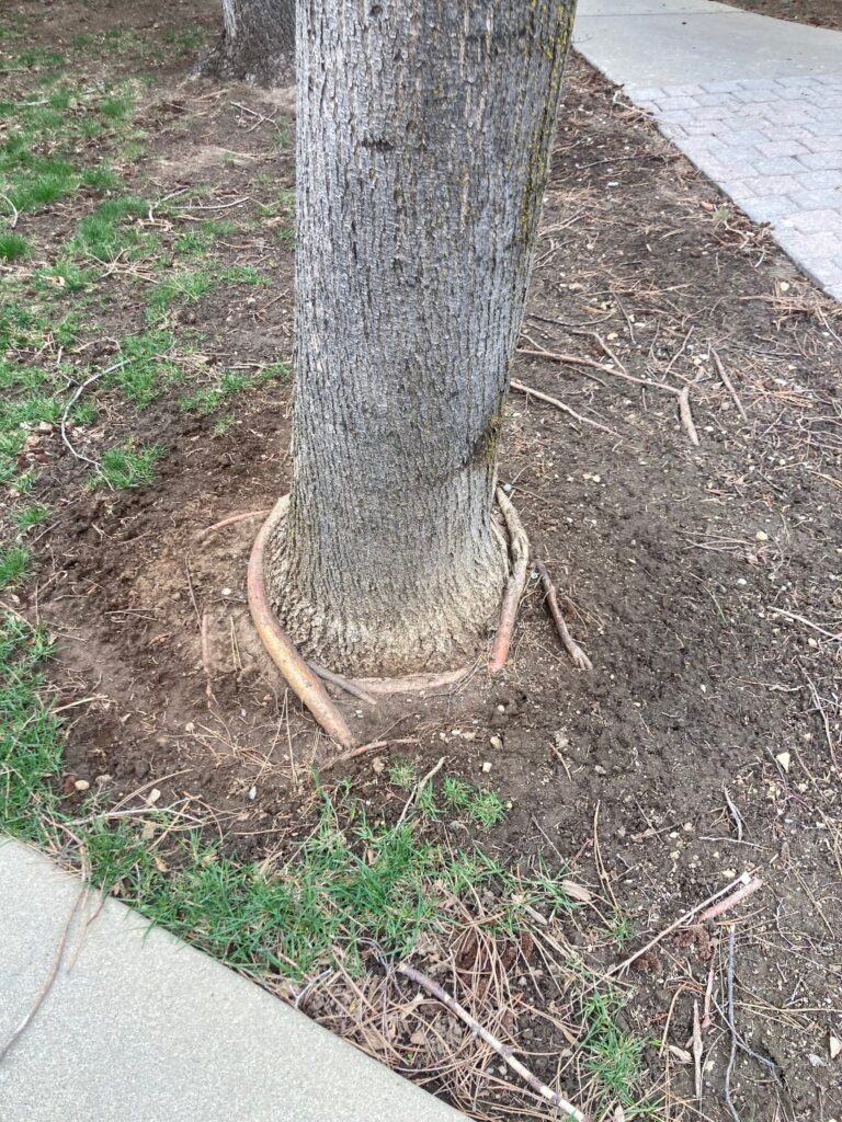 Root bound Lindon Tree showing signs of decline.