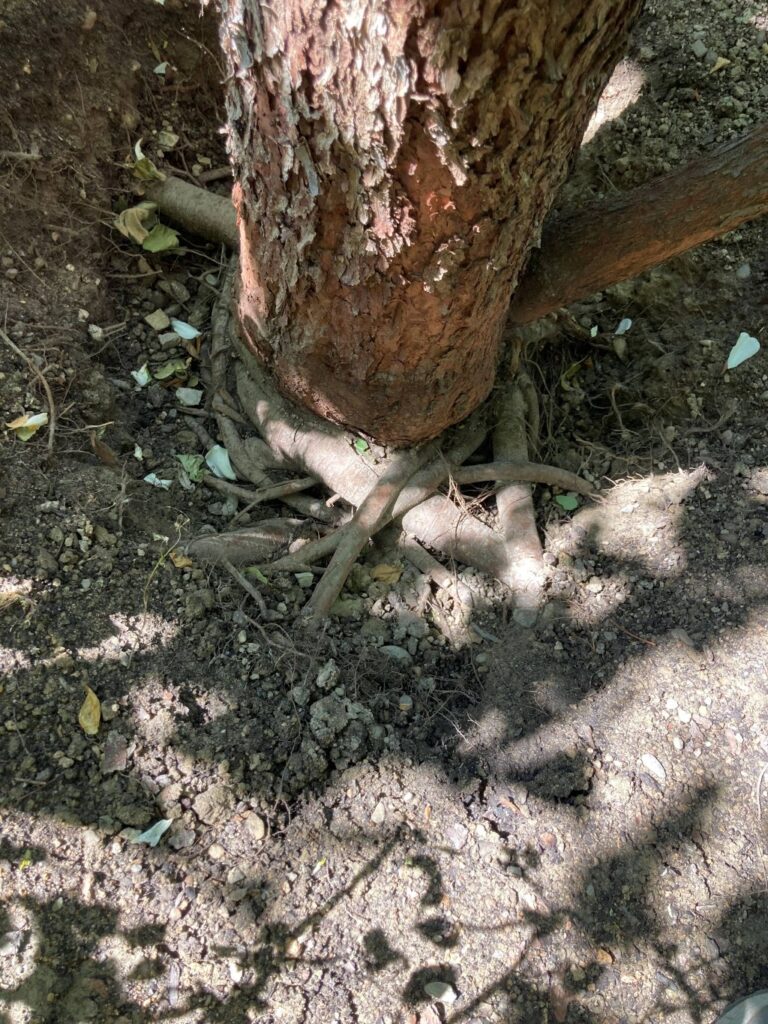 Root collar excavation exposed root flare deep below surface with a significant amount of girdling roots. Tree was declining at time of excavation.